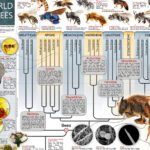 Abejas: Crucial papel en preservación de praderas y zonas silvestres