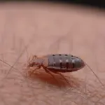 Amenazas para las poblaciones de chinches: ¿Qué los pone en peligro?