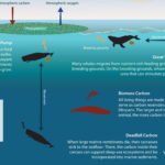 Beneficios económicos de conservar ballenas azules