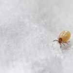 Características y cómo identificar los ácaros en tu hogar