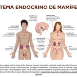 Descubre cómo funcionan los sistemas biológicos endocrinos