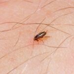 Descubre cómo se reproducen las pulgas y cómo evitar su proliferación