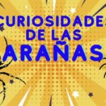 Descubre el fascinante ciclo de vida de las arañas