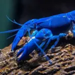 Descubre el fascinante proceso de reproducción de las langostas