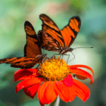 Descubre el importante rol de las mariposas en los ecosistemas