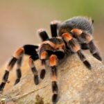 Descubre la longevidad de las arañas: ¿Cuánto tiempo pueden vivir?