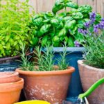 Descubre las mejores plantas comestibles para sopas y mejora tu salud