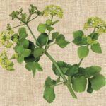 Descubre las plantas comestibles que se consumen cocidas en bebidas