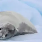 Descubre los secretos de la comunicación de las focas