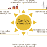 El impacto del cambio climático en los insectos: afectaciones actuales