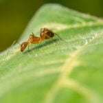 El papel crucial de las hormigas en la dispersión de semillas