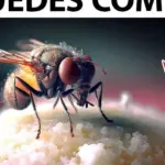 El papel crucial de las moscas en la descomposición