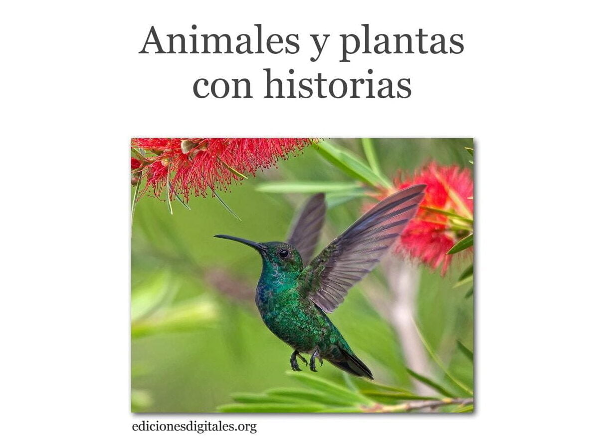 Exploración fascinante: relación de las tijeretas con otros organismos - Mercadillo5 Exploración fascinante: relación de las tijeretas con otros organismos - Mercadillo5