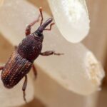 Gorgojos: Descubre cómo se reproducen estos insectos