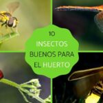 Importancia de los áfidos en los ecosistemas: descubre su papel clave