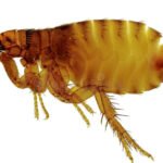 La dieta de una pulga: todo lo que necesitas saber para controlarlas