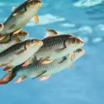 La increíble biodiversidad del planeta: ¿Cuántas especies existen?