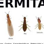 Las termitas: ¿Beneficiosas para los seres humanos?