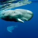 Medusas y monitoreo de ballenas azules: métodos de estudio reveladores