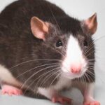 ¿Por qué los ratones no pueden vomitar y cómo afecta su salud?